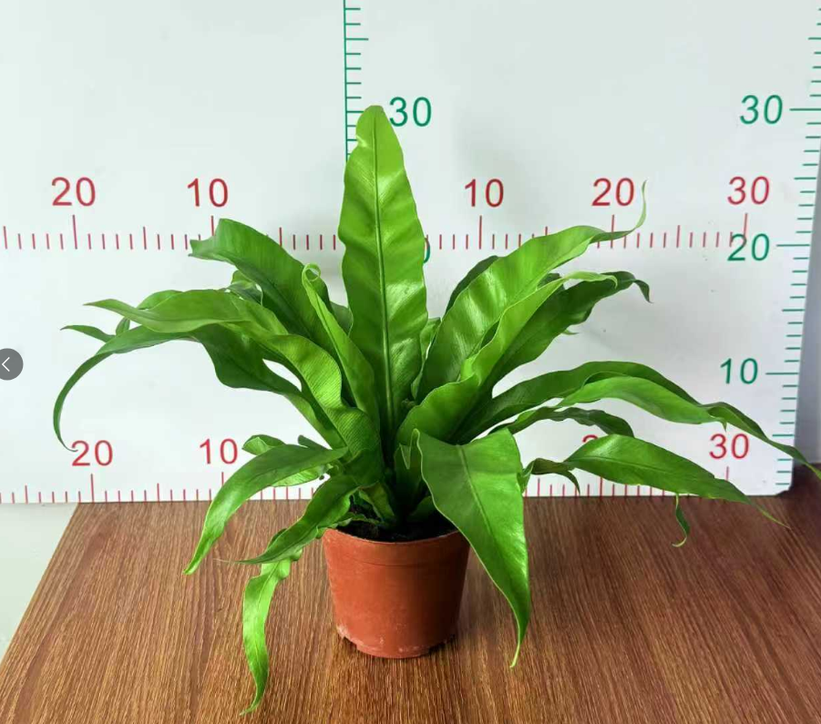 Асплениум нидус 11 30