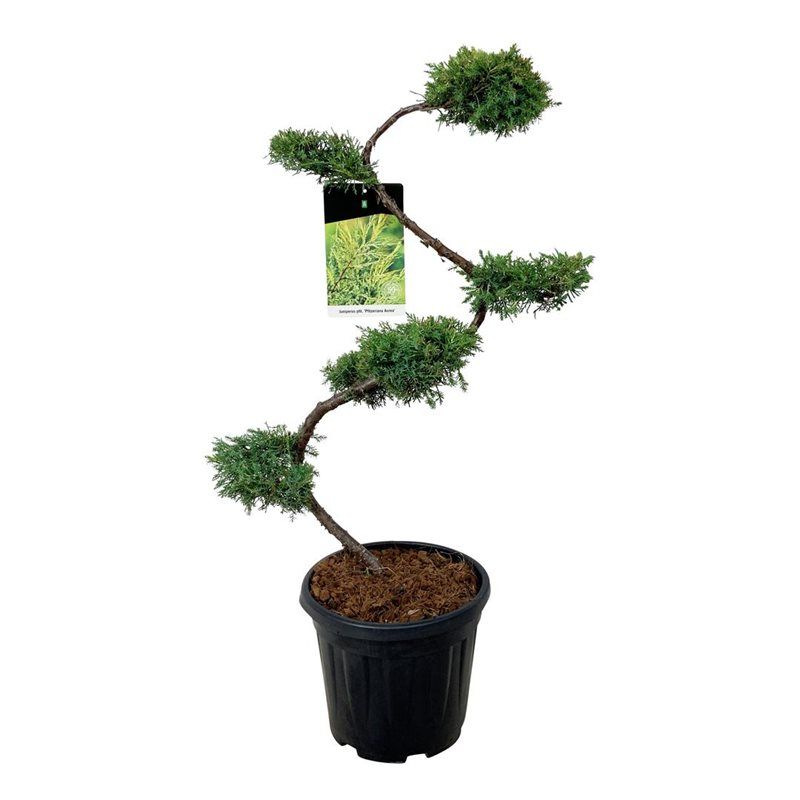 Juniperus pf. 'Pfitzeriana Aurea', D 32 cm