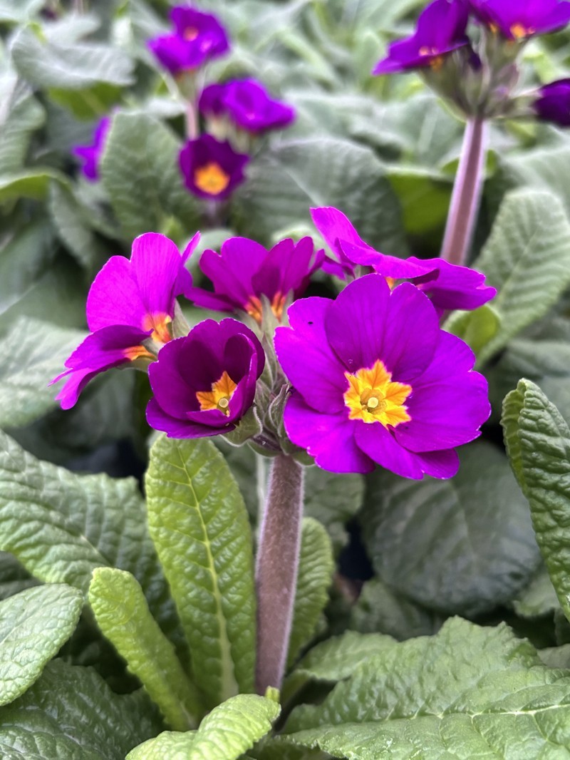 PRIMULA VERIS 'LILLA', D 11
