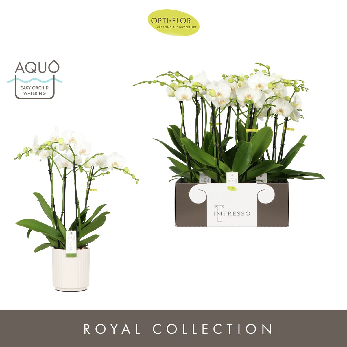 Impresso Mathilde >4 spike in Molise White Aquo, D 15 cm