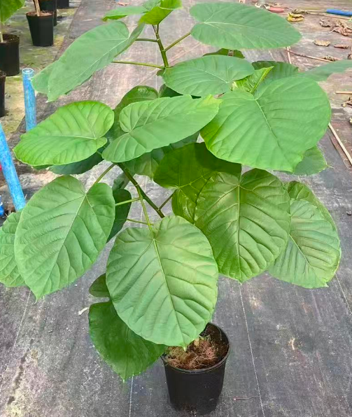 1.5-галлон Фикус виз хирт-шапед лифс 18 95