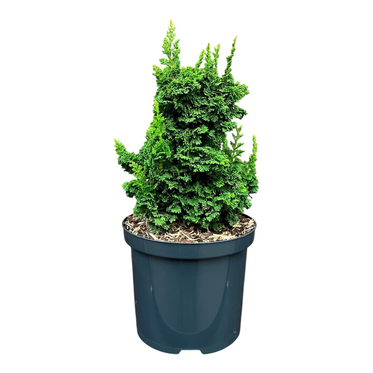 Thuja o. 'Primo', D 18