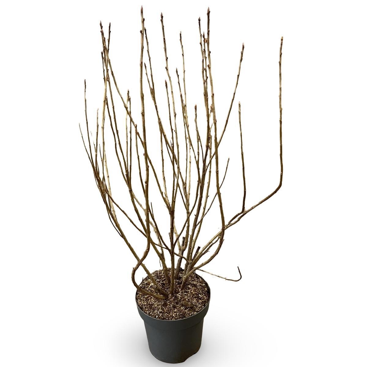 Ribes nigr. 'Titania', D 31