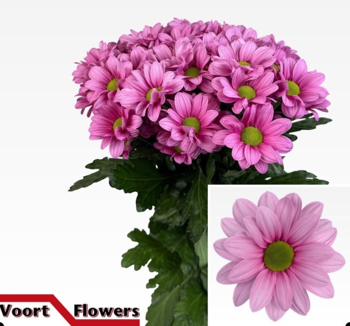 Хризантема куст. Балеринас 70, шт.