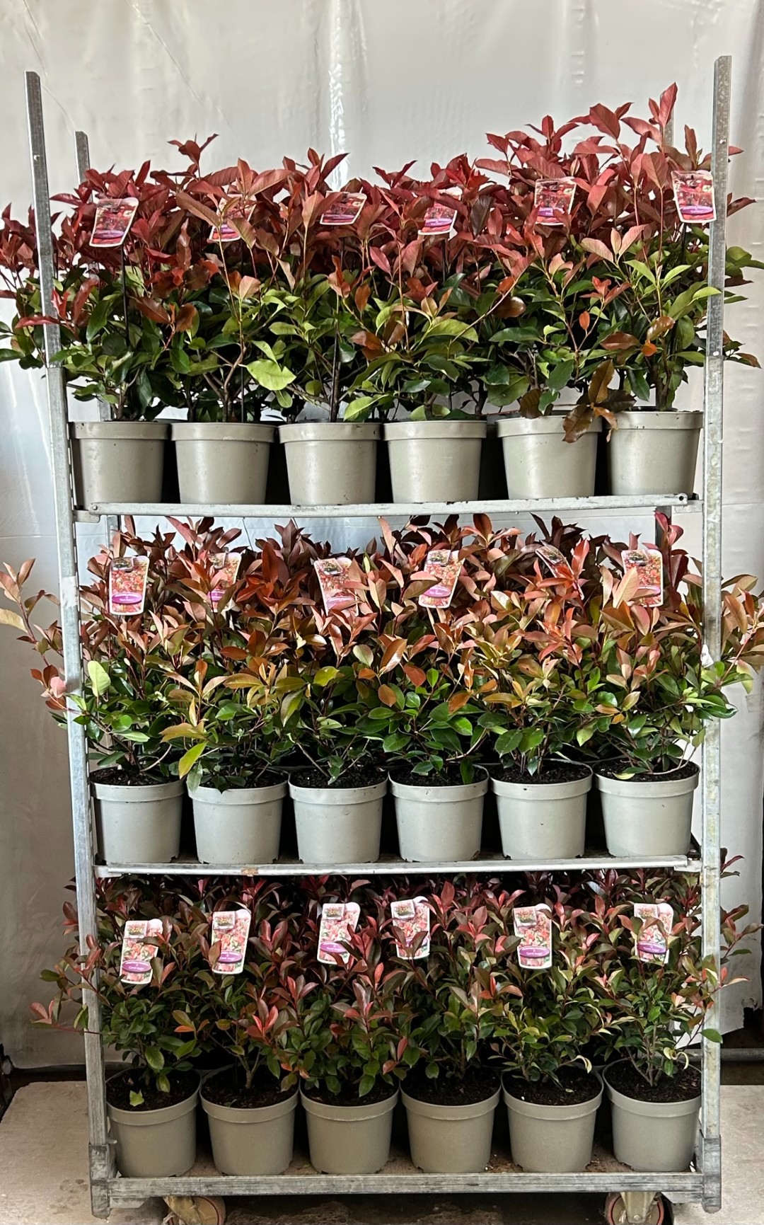 Photinia trolley, D 23
