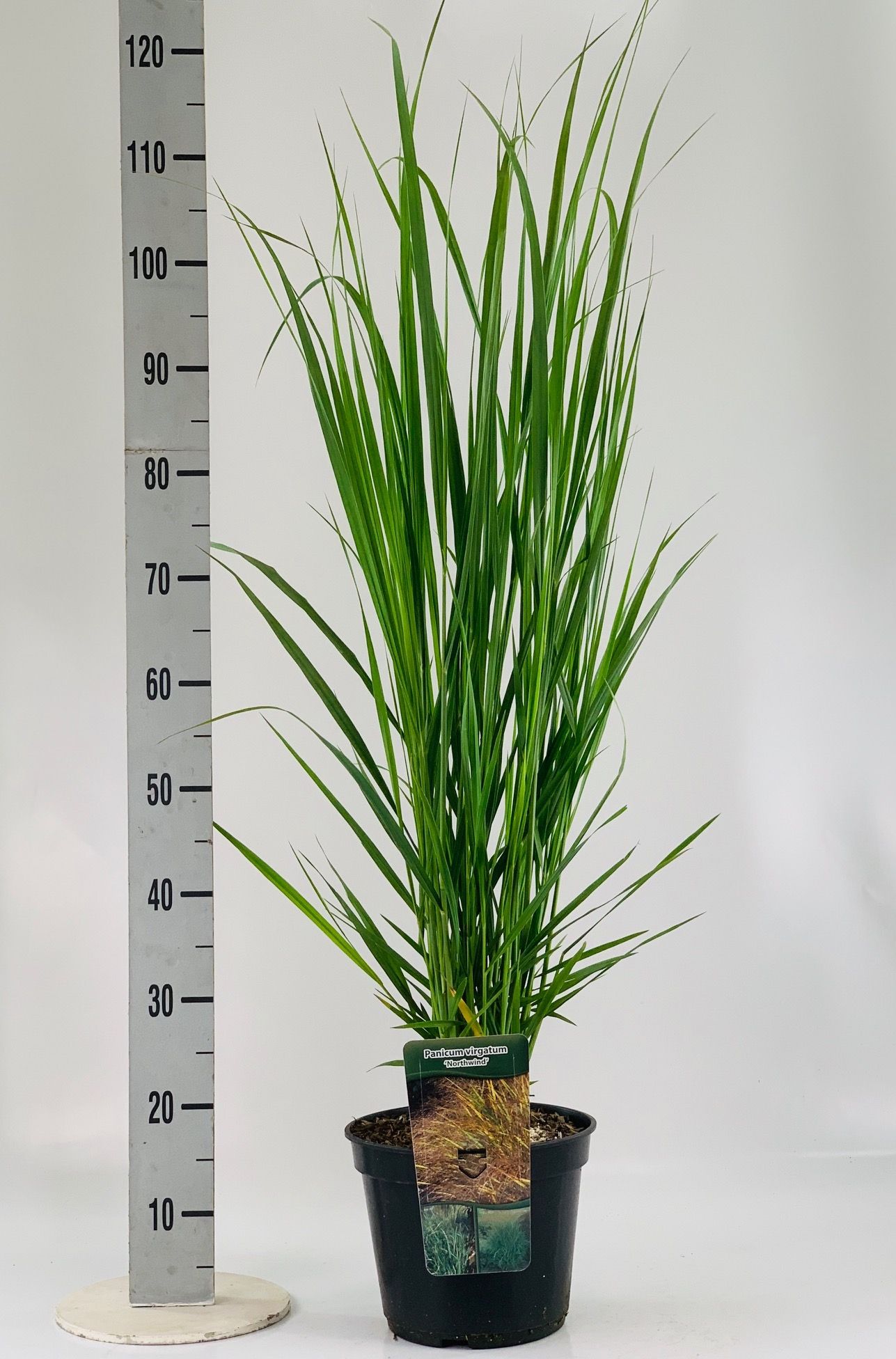 Panicum vir. 'Northwind', D 23