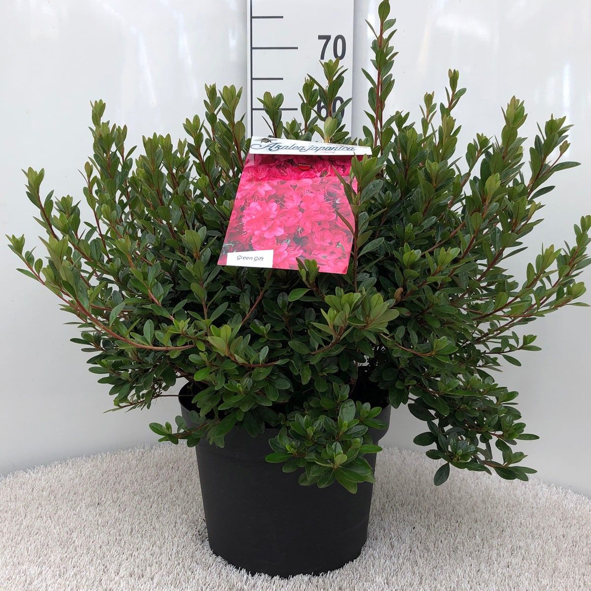 Rhodo. (AJ) 'Thierry' red, D 29