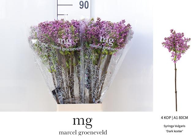 Сирень Дарк Костер 80 (фиолет.), шт.