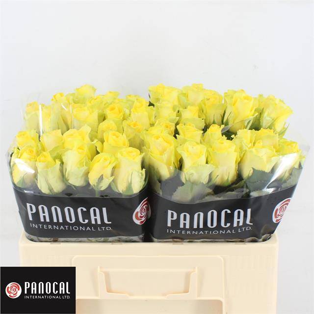 Роза од. Миньон Роуз 50, шт.