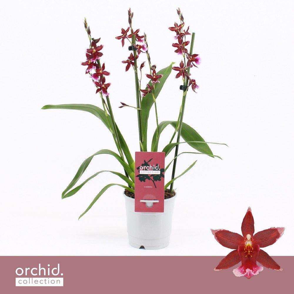 Barrocco Red, 3/4-spike Compact 'Orchid Collection', D 12