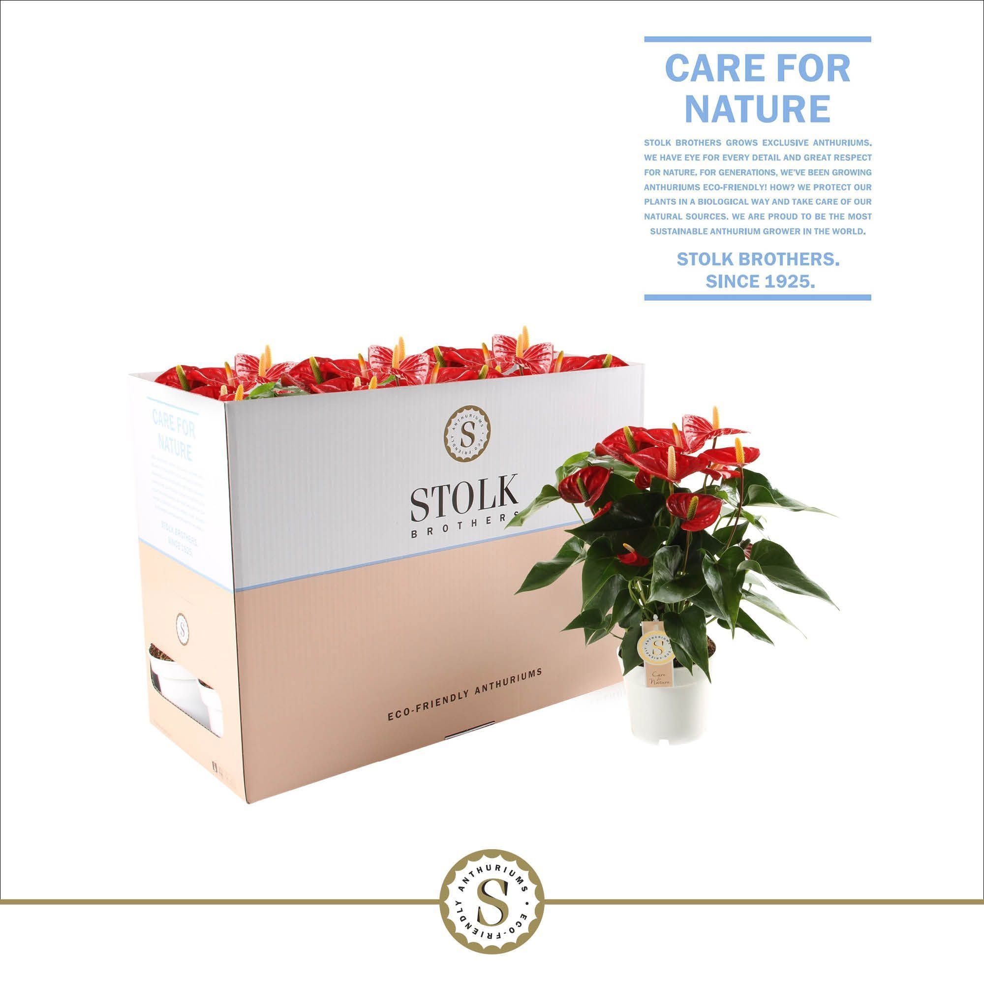 Red Champion 14cm in Ecobox, D 14