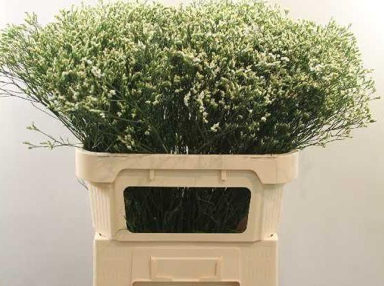 Лимониум Сенси Пина Колада 80, шт.