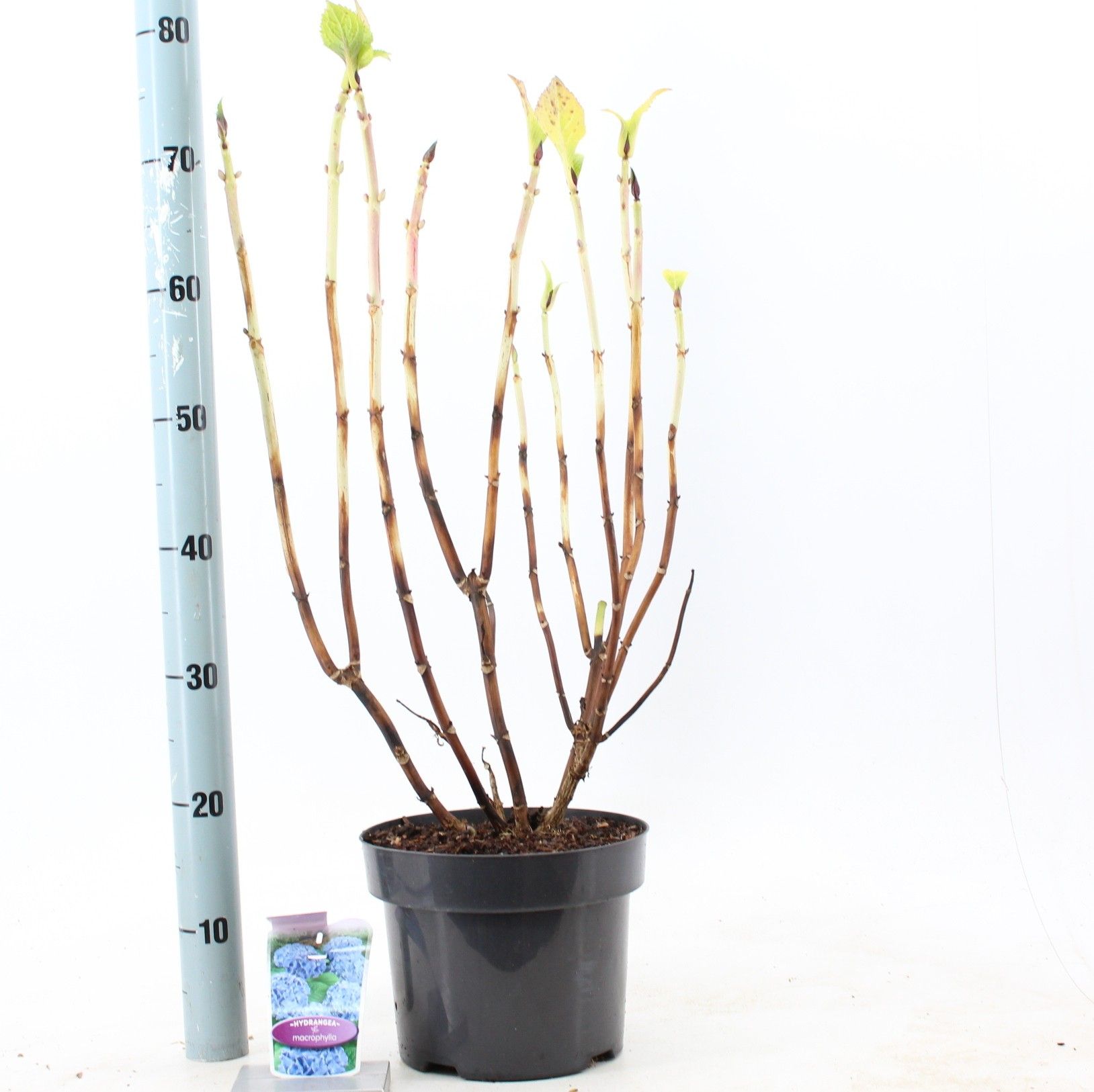 Hydrangea macr. Blauw (bol), D 23 cm