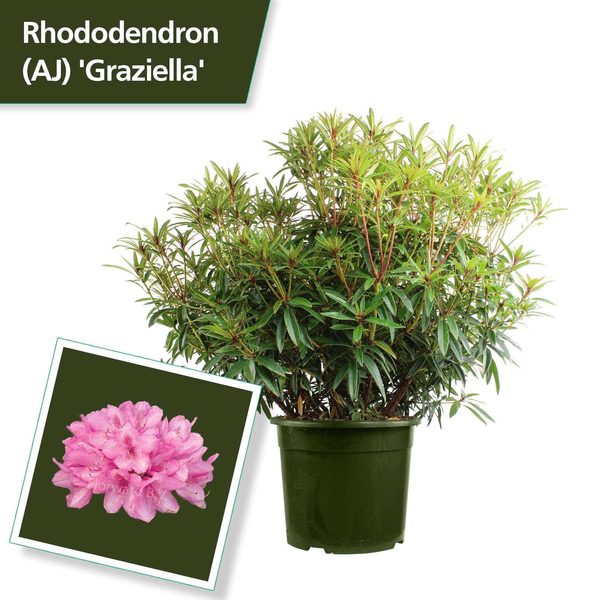 Rhodo. 'Graziella' red/pink, D 37