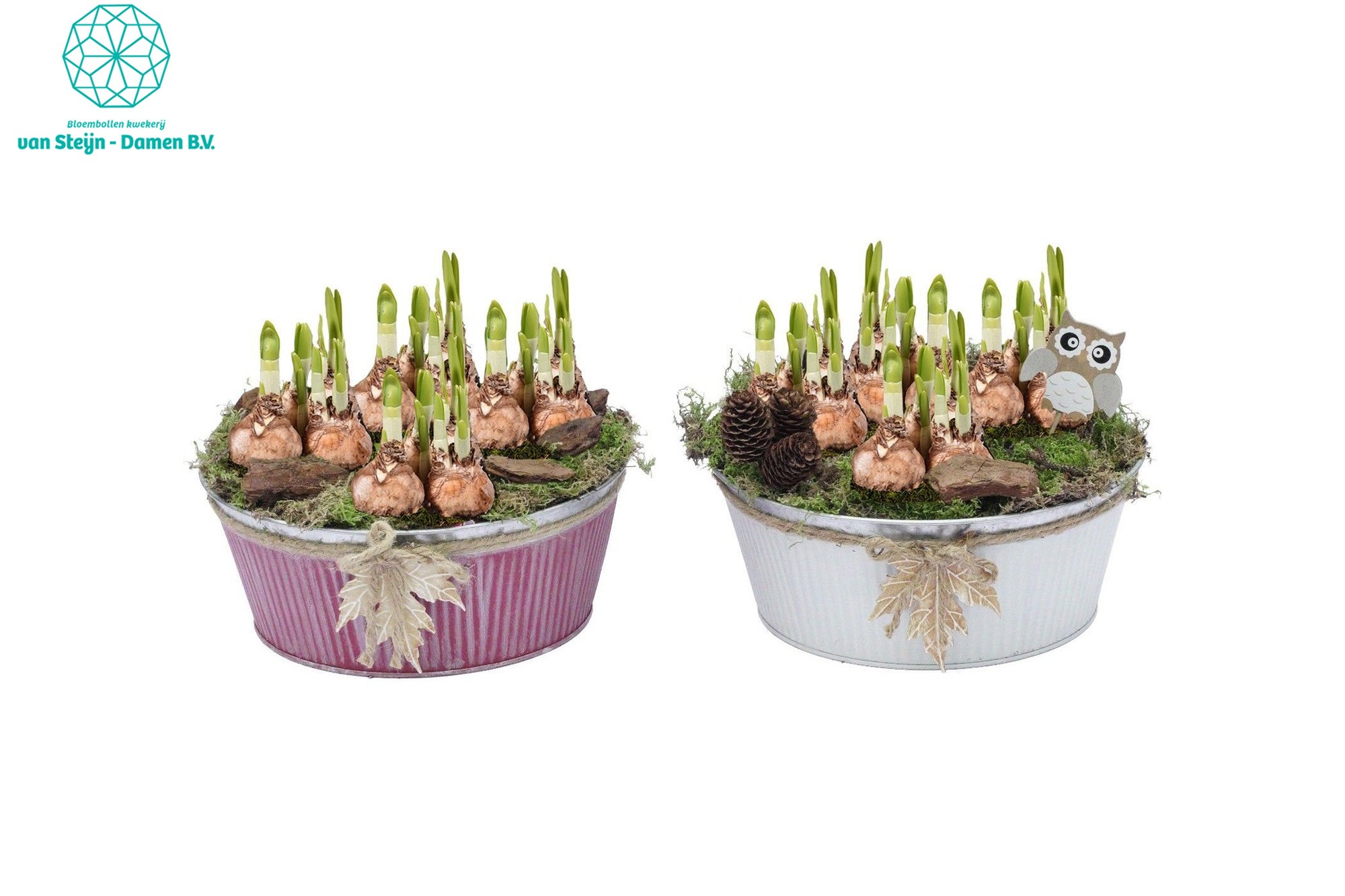 Narcissus 'Round Zink Fall', D 25