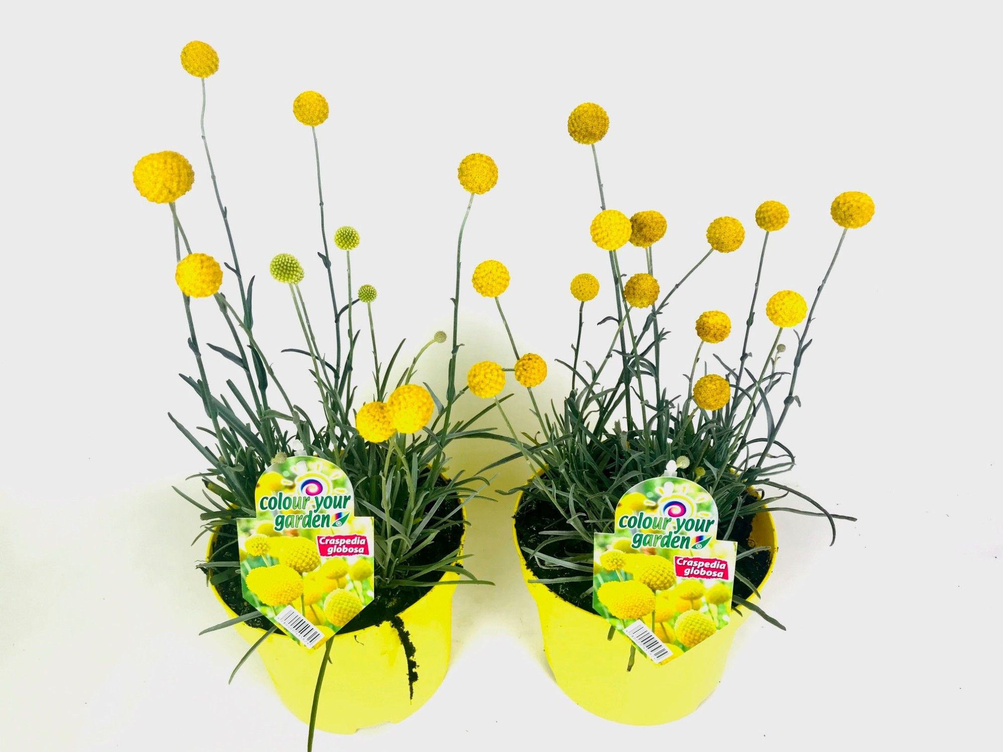 Craspedia globosa 'Golf Beauty', D 19