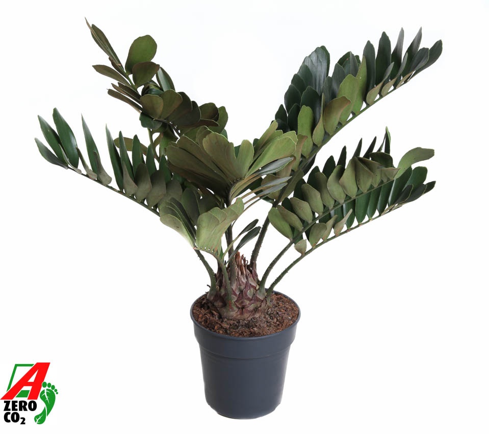 Zamia Furfuracea P24, D 24