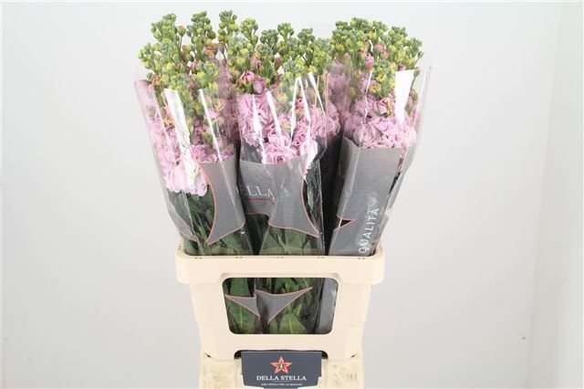 Маттиола од. Айрон Черри Блоссом 70, шт.