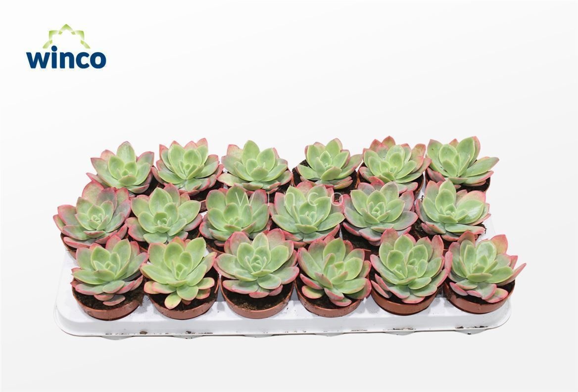 Echeveria Luella (red), D 8,5