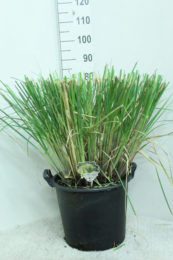 Cortaderia selloana 'Pumila' P40, D 40