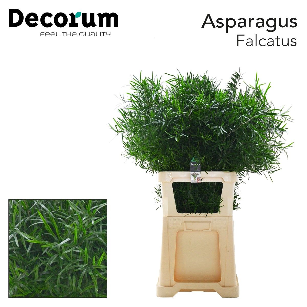 Аспарагус Фалькатус 85, шт.