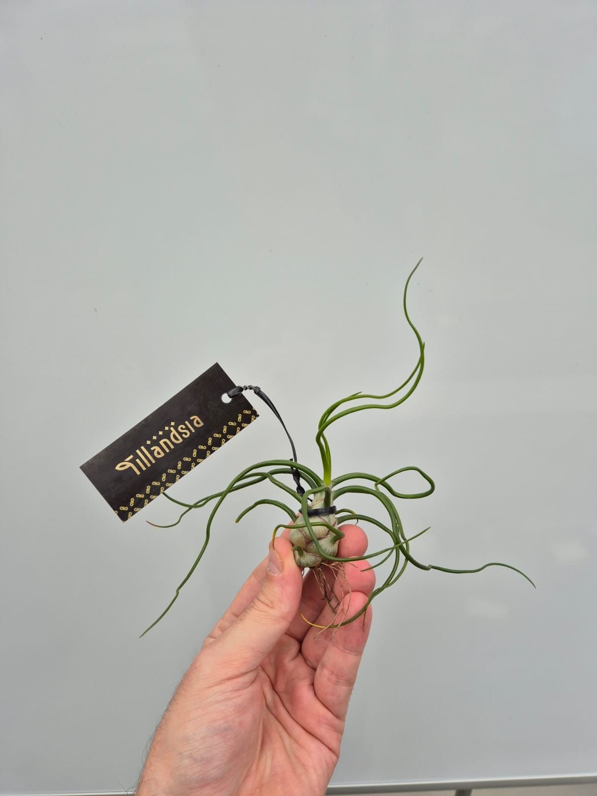 Tillandsia Bulbosa L met Label, D 15