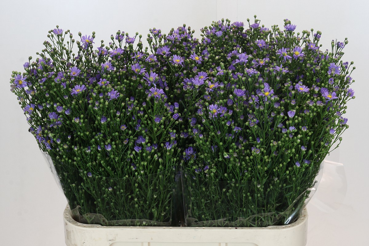 Астер Касандра 80, шт.