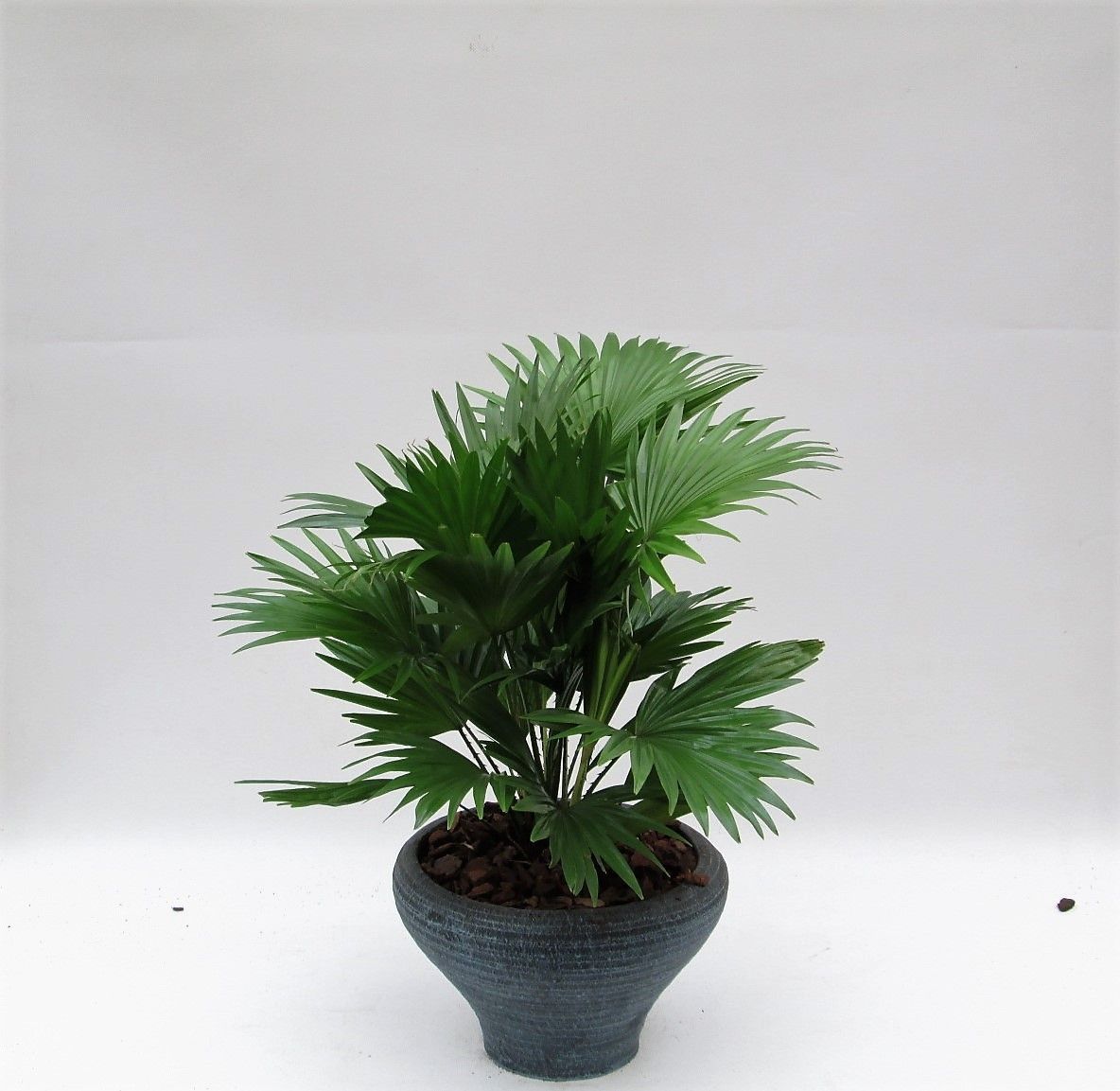 Livistona in hoedje blauw met schors, D 26