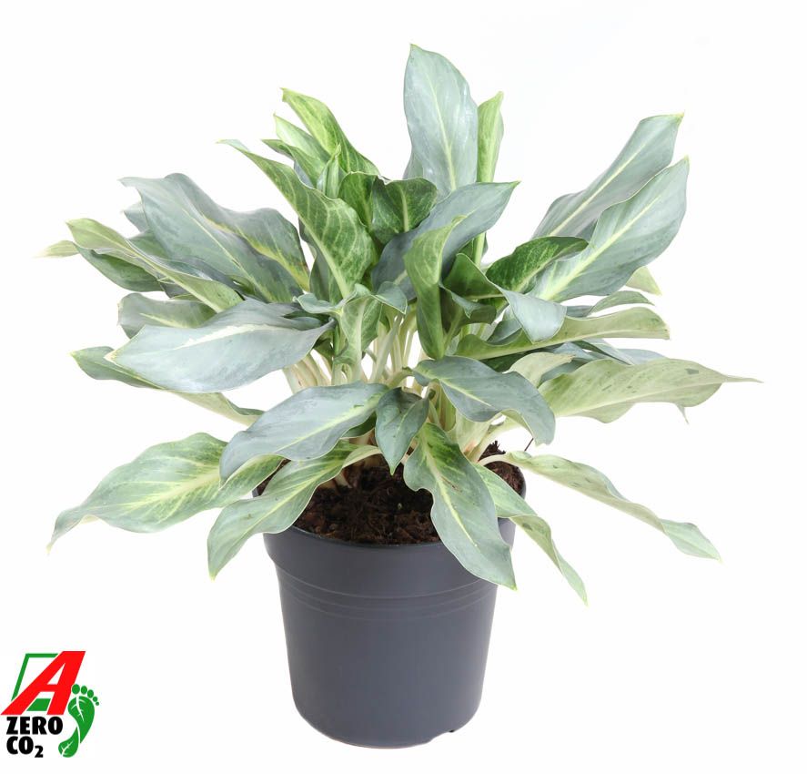 Aglaonema Ghost, D 24