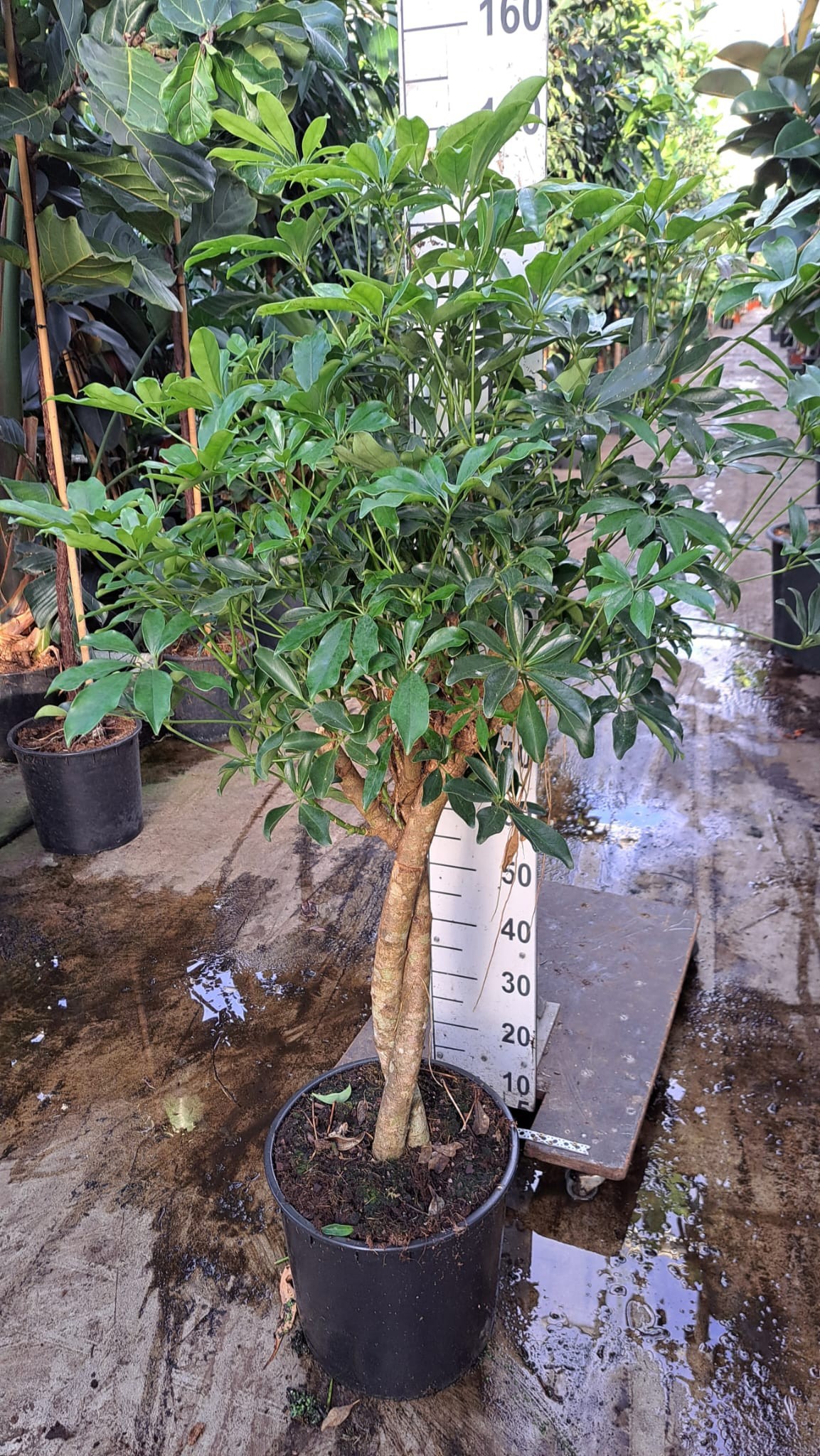 Schefflera Compacta twister 150, D 35