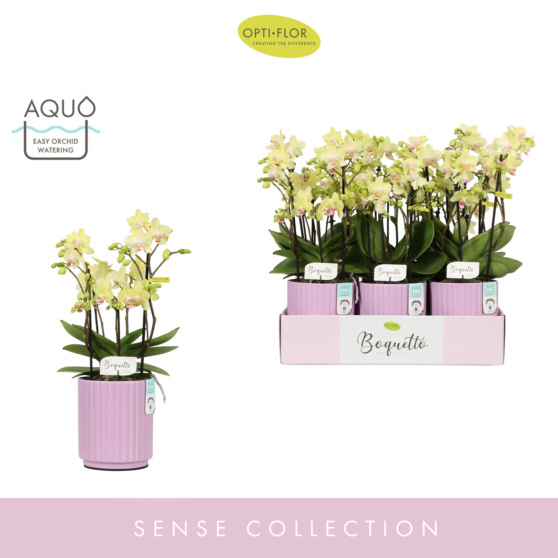 Boquetto Sensation 3-5 spike in Molise Lilac Aquo, D 12 cm