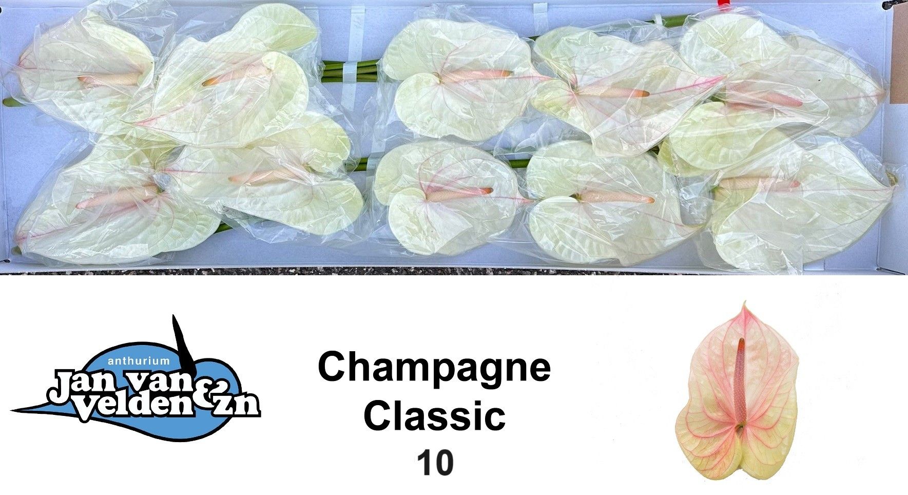 Антуриум Шампань x10, шт.