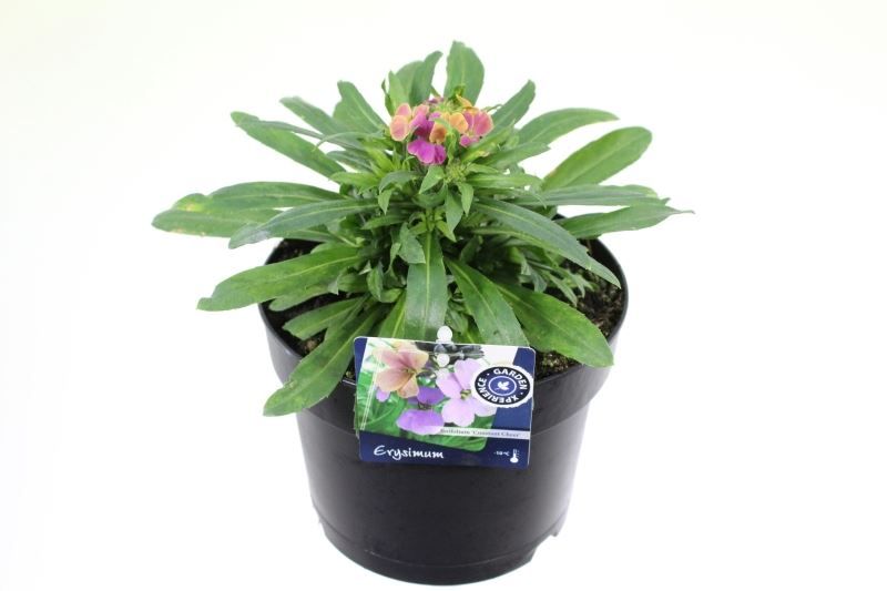 Erysimum Erysistible Tricolor, D 17