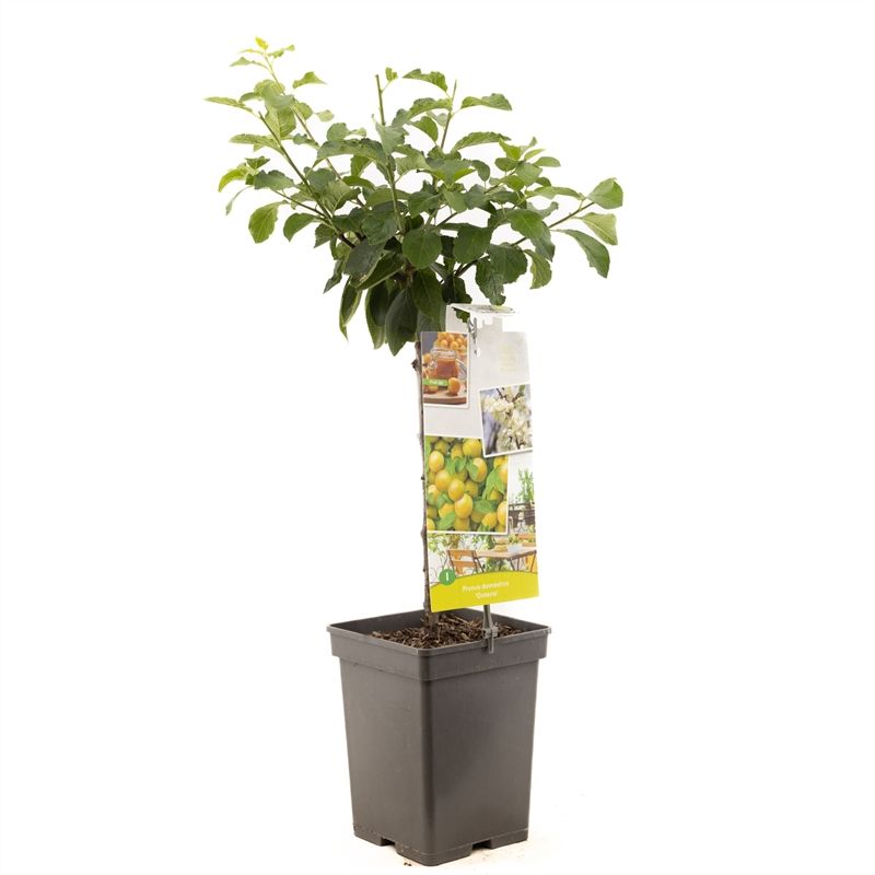 Prunus dom. Ontario Patio Groen-gele pruim, D 18