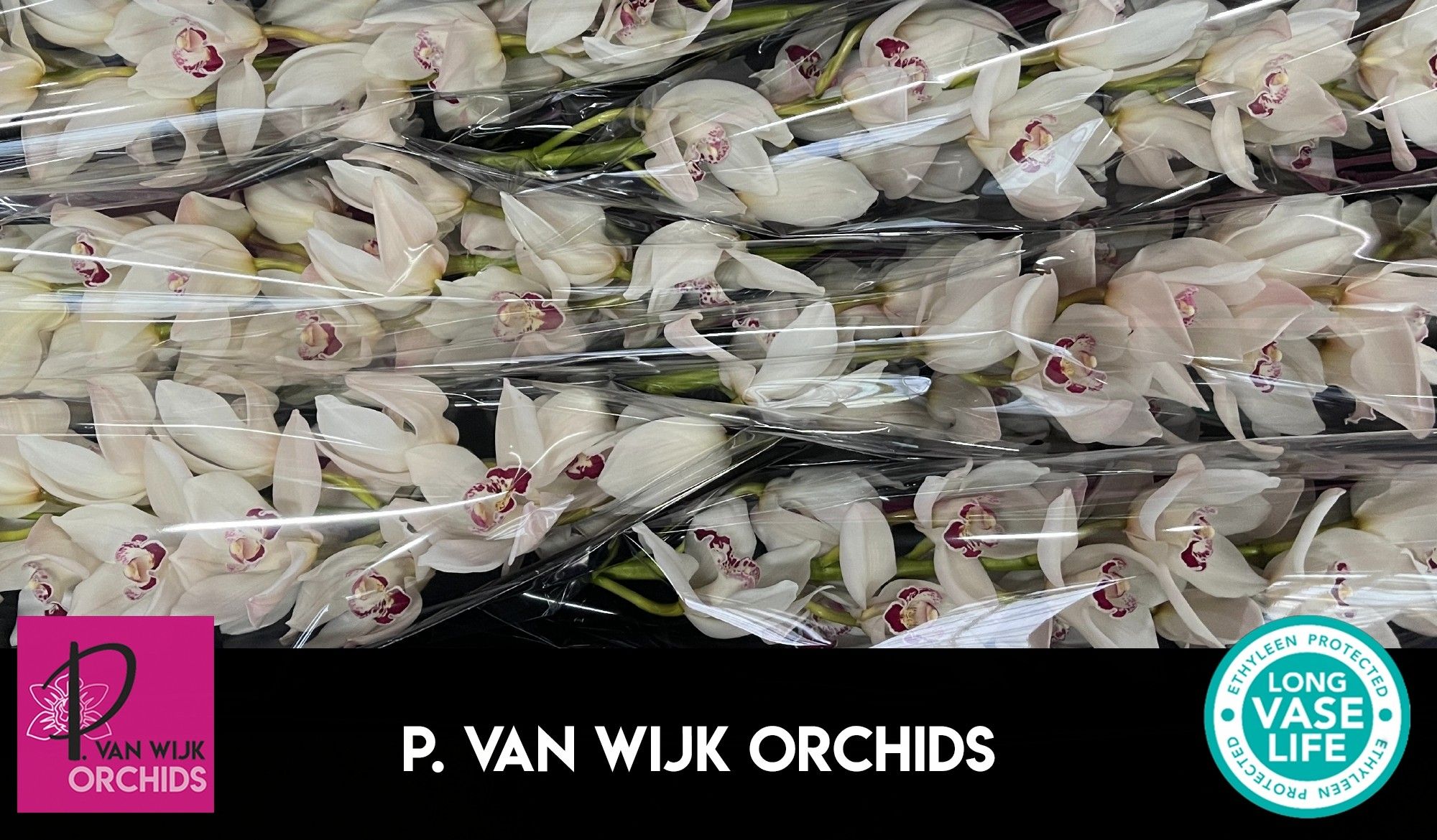 Цимбидиум Мазурка x6 80, шт.