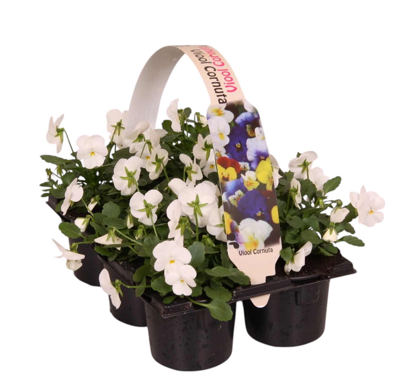 Viool corr wit 6p, D 9