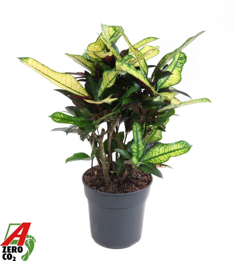 Codiaeum Wilma vertakt P21, D 21 cm