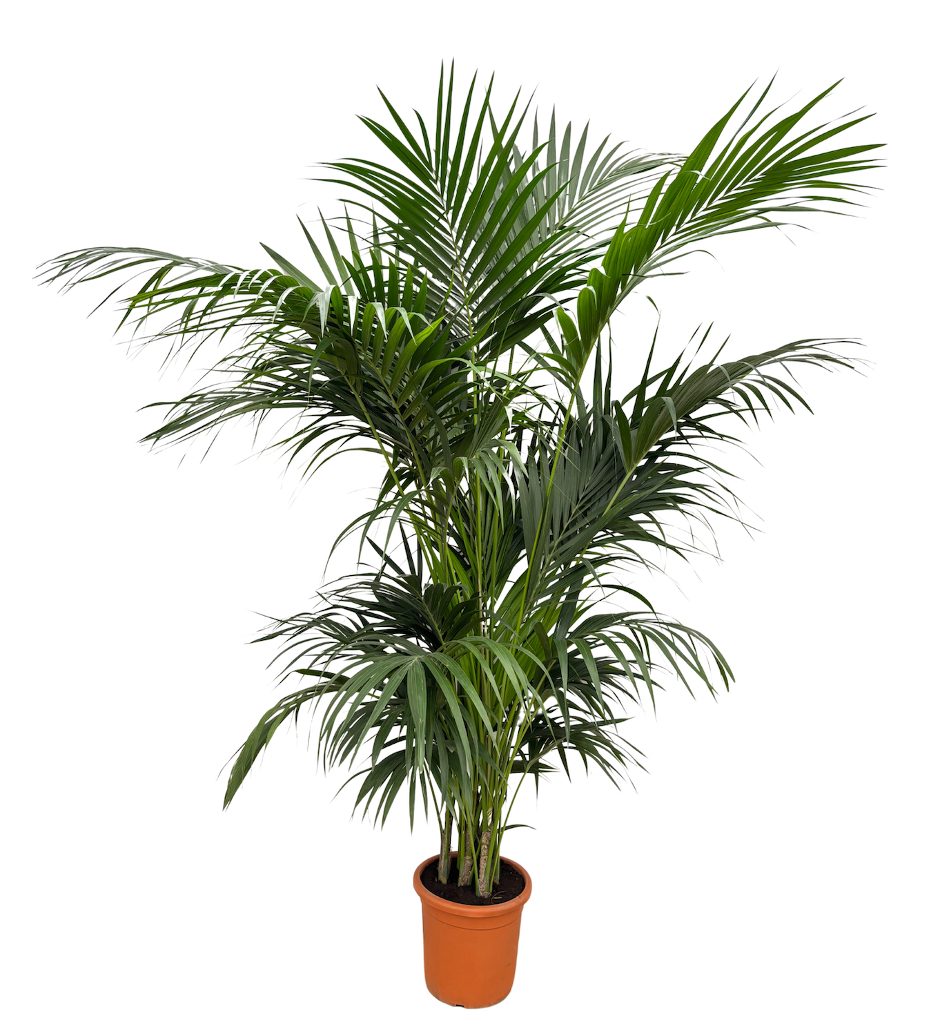 Howea Forsteriana - 260cm, D 35