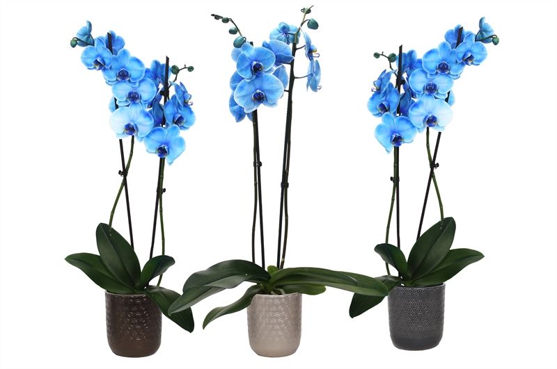 Vera p12 symmetric mix Phal I am Blue 2T14+, D 12