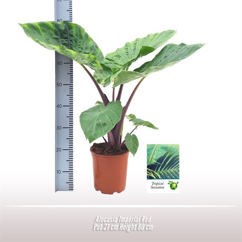 Alocasia Imperial Red, D 21 cm