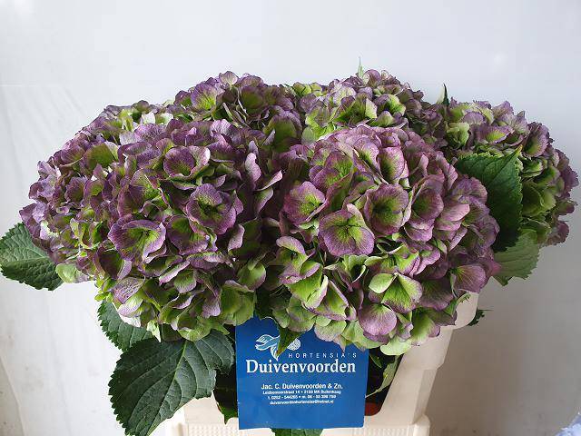 Гортензия Верена Блю Классик 80, шт.