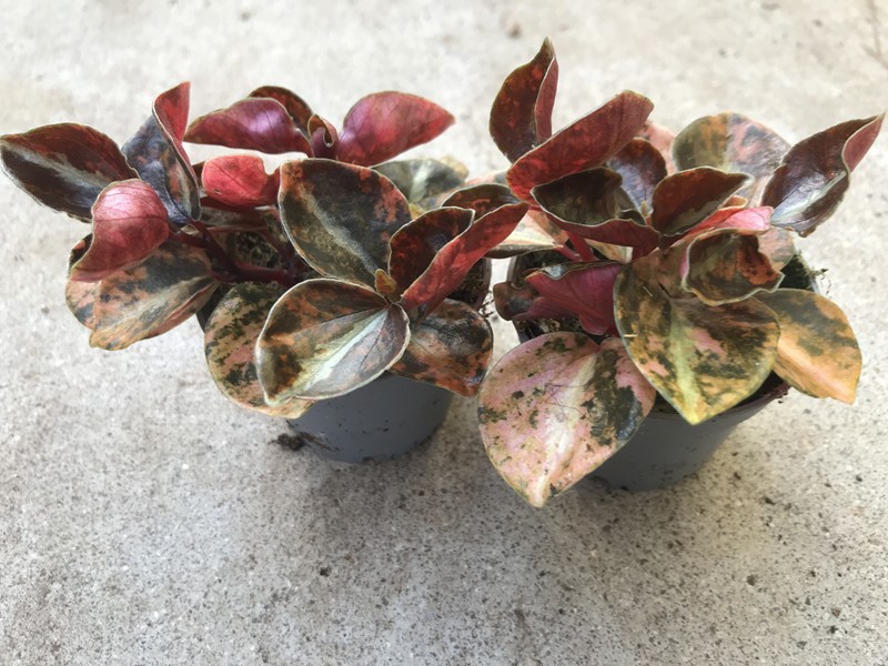 PEPEROMIA COLUMBIANA 'METALLICA CREME BRULEE', D 6