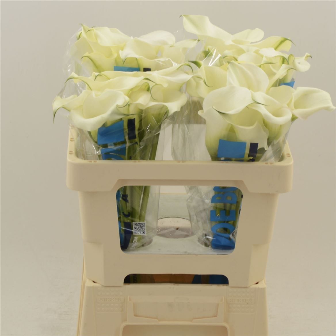 Калла Кэптен Вентура 55 (бел.), шт.