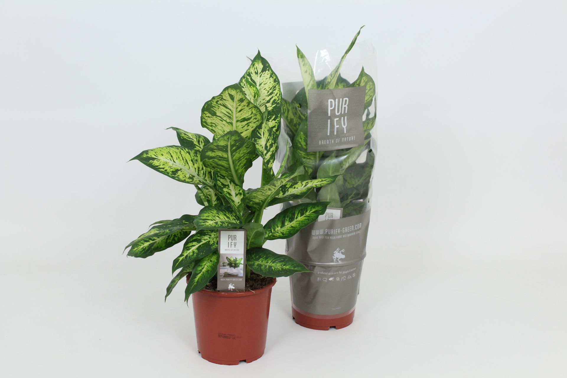 Purify Dieffenbachia Sublime 17 cm, D 17 cm