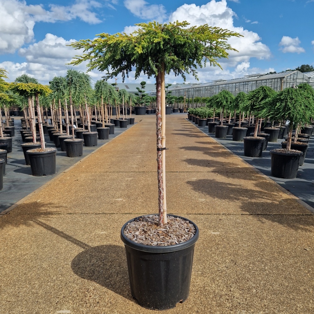 Juniperus comm. 'Goldschatz', D 31 cm