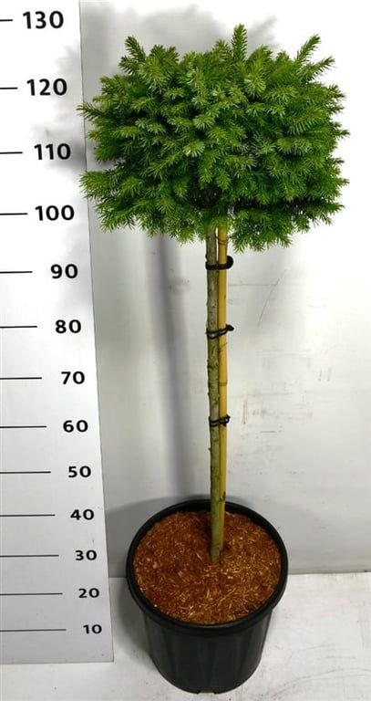 Picea omorika 'Nana', D 38 cm