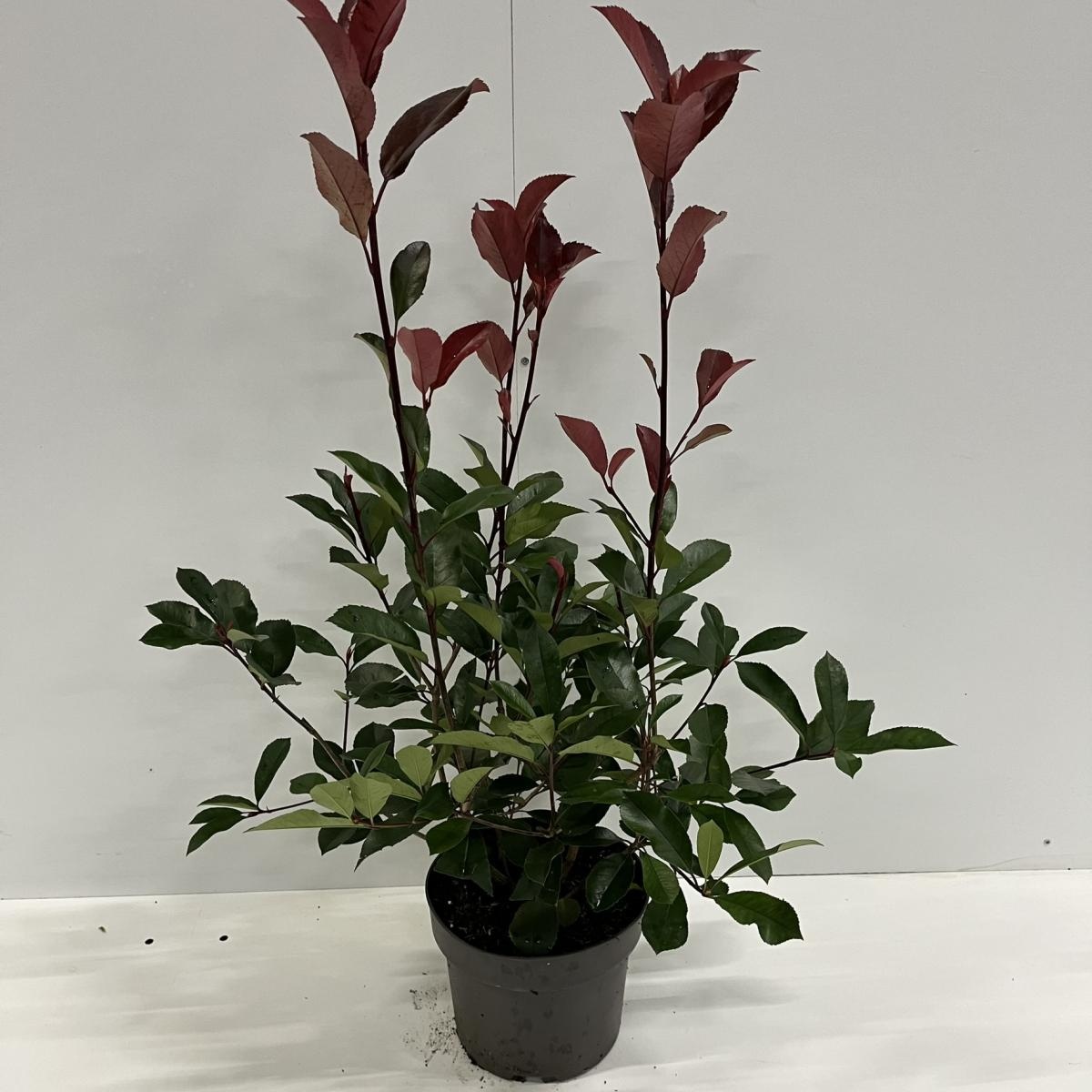 Photinia fraseri 'Red Robin', D 21