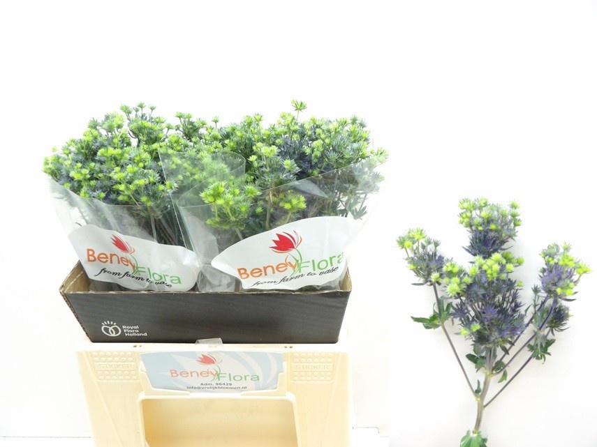 Эрингиум Мэджикал Перпл Старс 40, шт.