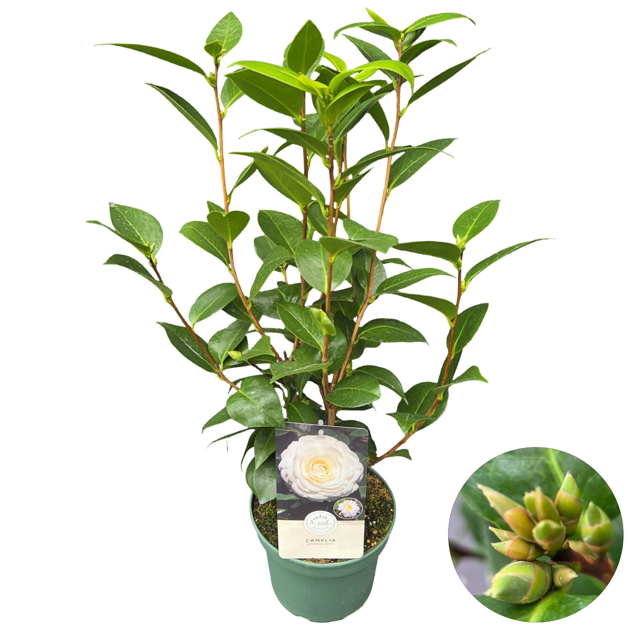 Camellia jap. 'White', D 19 cm Camellia jap. 'White', D 19 cm