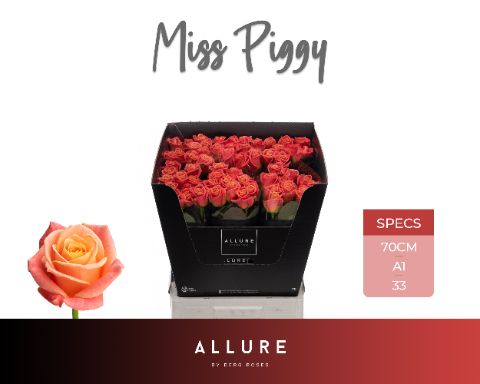 Роза од. Мисс Пигги+ 70, шт. Роза од. Мисс Пигги+ 70, шт.